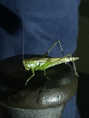 Conocephalini