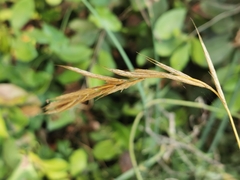 Brachypodium sylvaticum