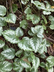 Lamium galeobdolon argentatum