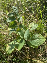 Juglans cinerea