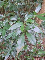 Quercus longinux
