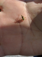 Harmostes reflexulus