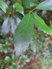 Quercus longinux