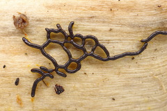 Willkommlangea reticulata