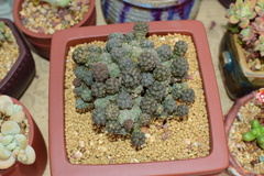 Tephrocactus bonnieae