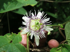Passiflora bryonioides