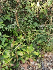 Brachypodium sylvaticum