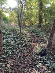 Lamium galeobdolon argentatum