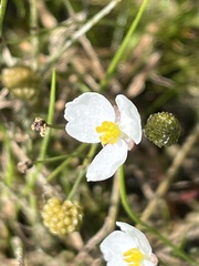 Sagittaria graminea