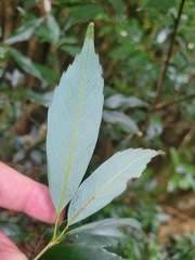 Quercus longinux