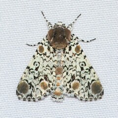 Harrisimemna trisignata