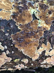 Steccherinum ochraceum