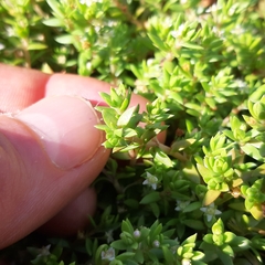 Crassula helmsii