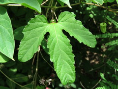 Passiflora bryonioides