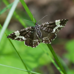 Rheumaptera hastata