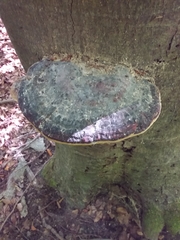 Fomitopsis pinicola