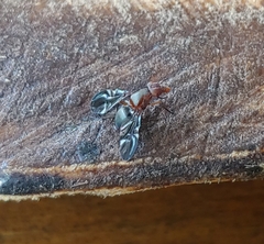 Delphinia picta