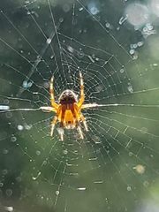 Araneus diadematus