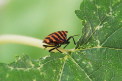 Graphosoma italicum italicum