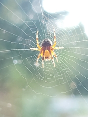 Araneus diadematus
