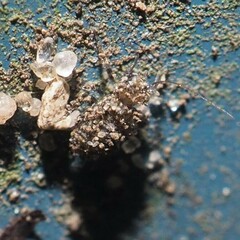Psocidae