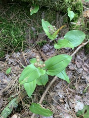 Maianthemum canadense