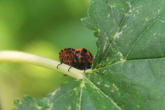 Graphosoma italicum italicum