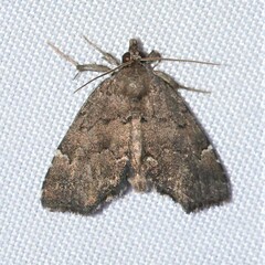 Cutina aluticolor