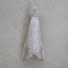 Haimbachia squamulellus