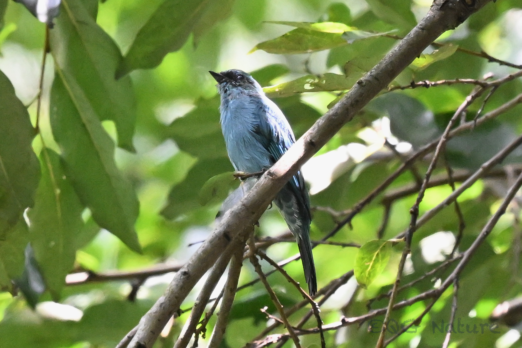 Verditer Flycatcher