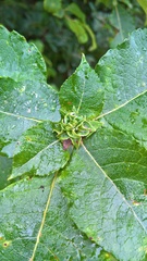 Rabdophaga rosaria
