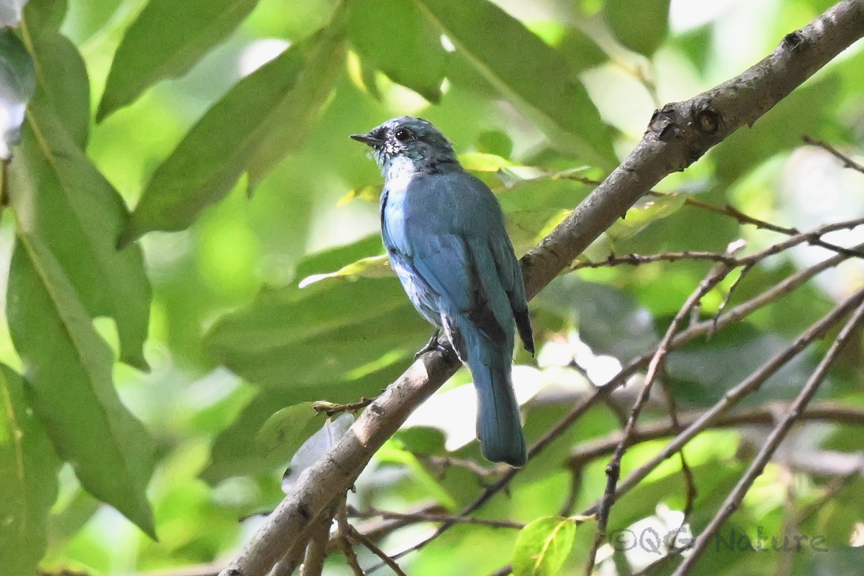 Verditer Flycatcher