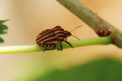 Graphosoma italicum italicum