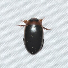 Hydaticus bimarginatus