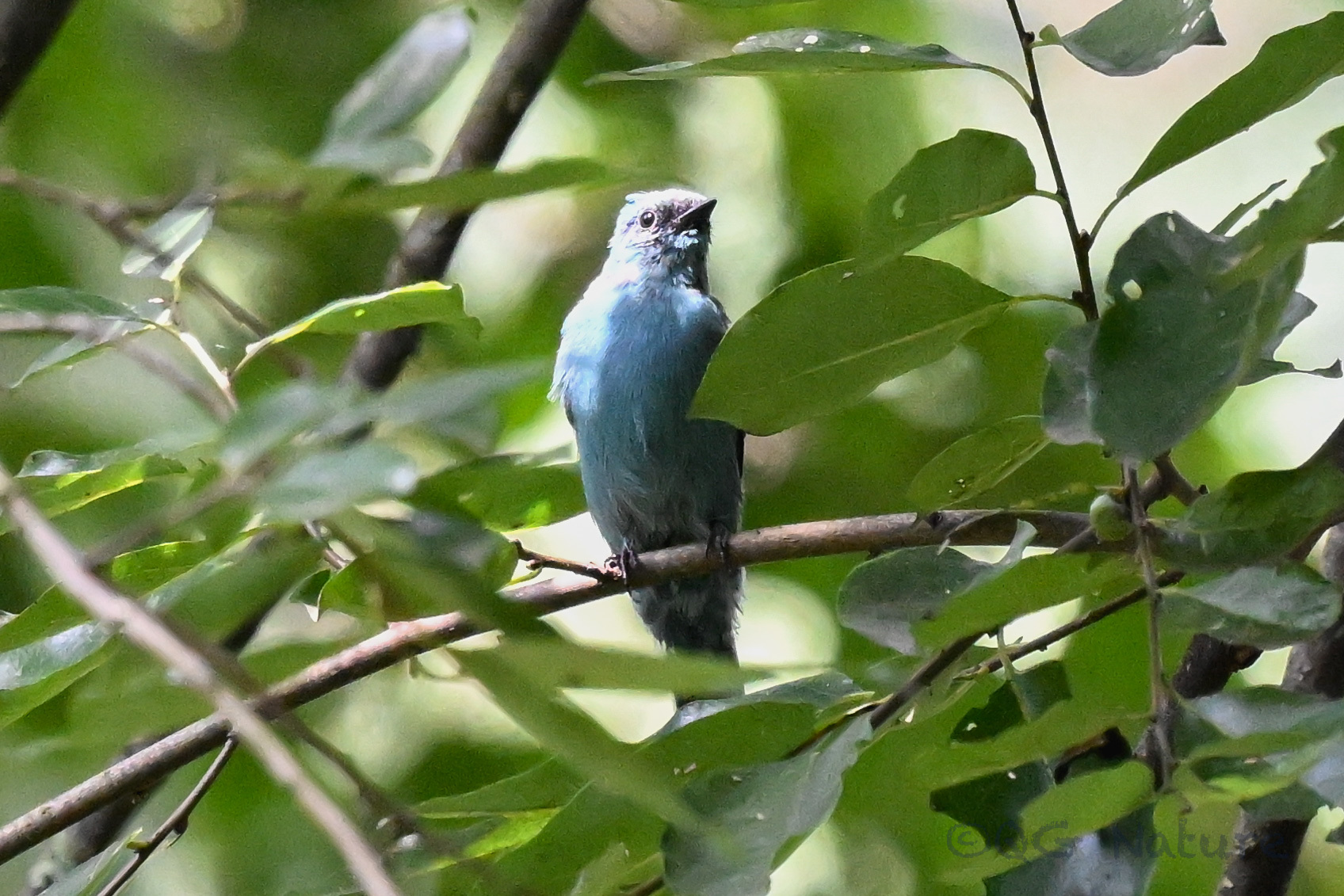 Verditer Flycatcher