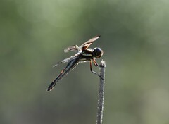 Libellula pulchella