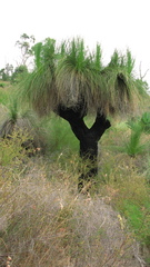 Xanthorrhoea preissii