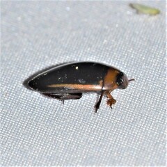 Hydaticus bimarginatus