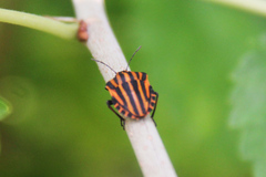 Graphosoma italicum italicum