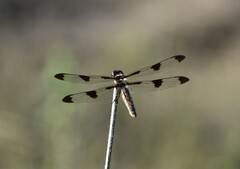 Libellula pulchella