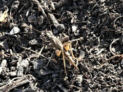 Platycleis albopunctata