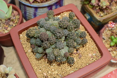 Tephrocactus bonnieae