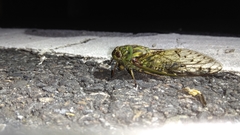 Macrosemia matsumurai