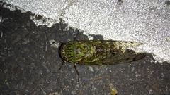 Macrosemia matsumurai