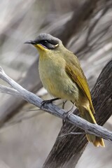 Lichenostomus cratitius