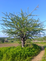 Crescentia alata