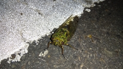 Macrosemia matsumurai