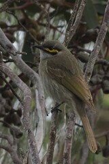 Caligavis chrysops