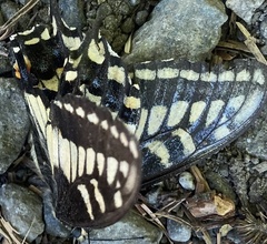 Papilio zelicaon