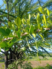 Crescentia alata